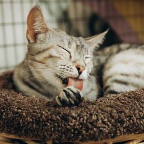 Kot wylizuje się po pieszczotach? Ten sygnał może cię zaskoczyć!