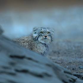 Bożenka z poznańskiego zoo odnaleziona!