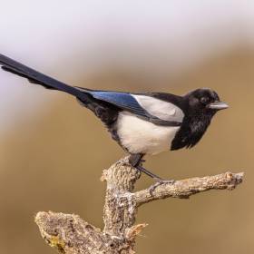 Czy sroka przynosi szczęście? Mało kto wie, co oznacza, gdy ten ptak pojawia się blisko domu