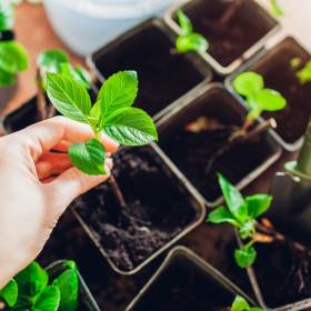 Nie kupuj nowych kwiatów! Zobacz, jak w prosty sposób „sklonować” ulubione rośliny w 5 minut