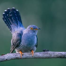 Dlatego ten ptak podrzuca jaja do cudzych gniazd. Mało kto o tym wie