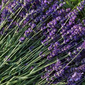 Lawenda jak z Prowansji? Jeden trik w marcu i twój ogród rozkwitnie!