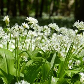 To naturalny antybiotyk, który rośnie w lasach i ogródkach. Kiedy go zbierać?