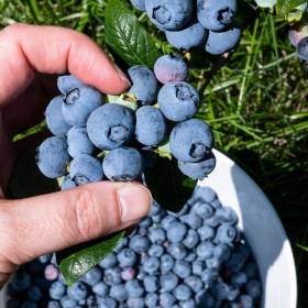 Co zrobić, żeby borówka miała dużo owoców? Pamiętaj o tym w marcu