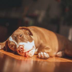 Twój pies tak robi? Wiele osób ignoruje te objawy