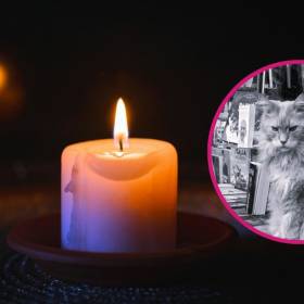 Był duszą księgarni w Warszawie. Kot Cezar nie żyje