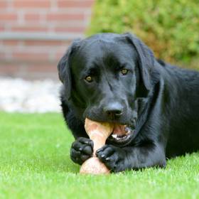 Dlatego kości nie są dobre dla psa. Weterynarz mówi wprost: „ja unikam...”