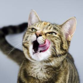 Dlaczego kot wszędzie za tobą chodzi? Przyczyny są różne