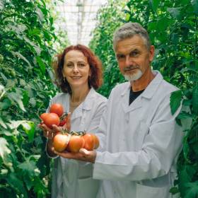 W tym miejscu najlepiej posadzić pomidory. O tym musisz pamiętać!