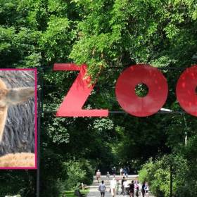 Warszawskie ZOO szuka imienia dla nowej alpaki! Zgłoś swoją propozycję