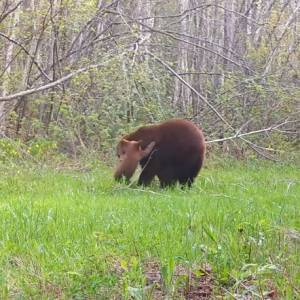 Niedźwiadek nie miał litości dla fotopułapki. Ostatnie nagranie z kamery opublikowano w sieci [WIDEO]