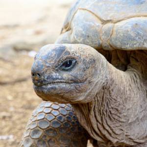 Zmarła ostatnia samica rzadkiego gatunku żółwia. Co dalej z żółwiakiem szanghajskim?                                            