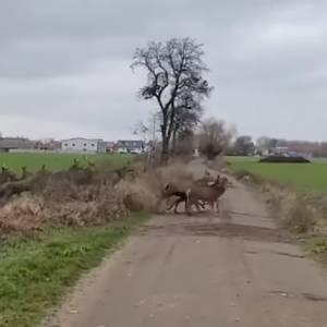Ponad 250 jeleni wbiega na drogę wprost pod samochód! Niezwykłe nagranie trafiło do sieci [WIDEO]