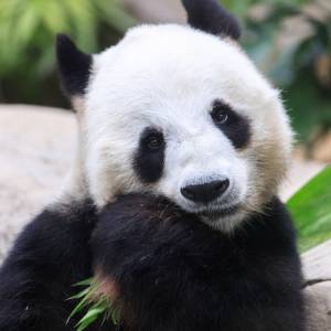 Pandy: słodkie niezdary, które podbiją twoje serce. Zobacz, dlaczego!