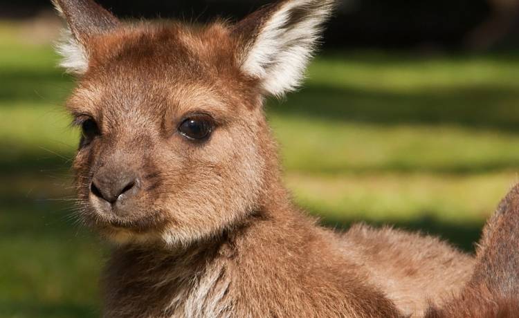 Mały kangur prawie padł ofiarą krokodyli. Uratowali go policjanci [WIDEO]