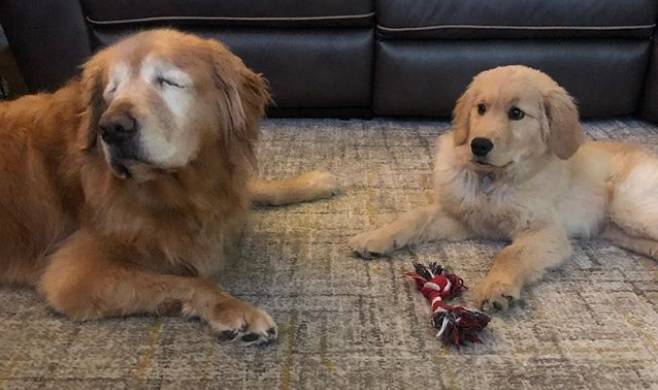 4-miesięczny Golden stał się "oczami" niewidomego psa. Są nierozłączni! [WIDEO]                    