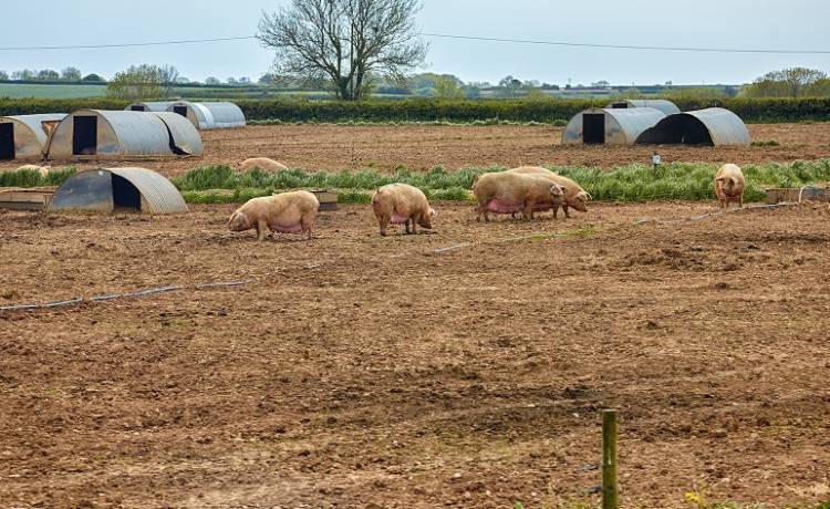 Znany los świń, które zjadły właściciela. Zwierzęta zostaną uśpione 