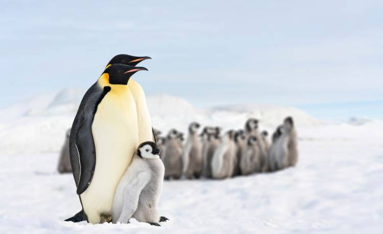 Królewska Gwardia Norweska mianowała generałem... pingwina [FOTO]