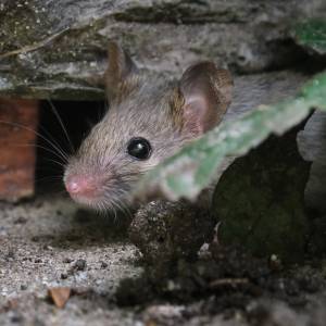 Weź tę rzecz z kuchni i uniknij problemu. Tak odstraszysz myszy 