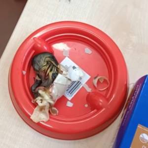 Opiekunowie wrocławskiego zoo przeprowadzili skomplikowaną operację. Dzięki niej wykluły się rzadkie pisklęta! [WIDEO]