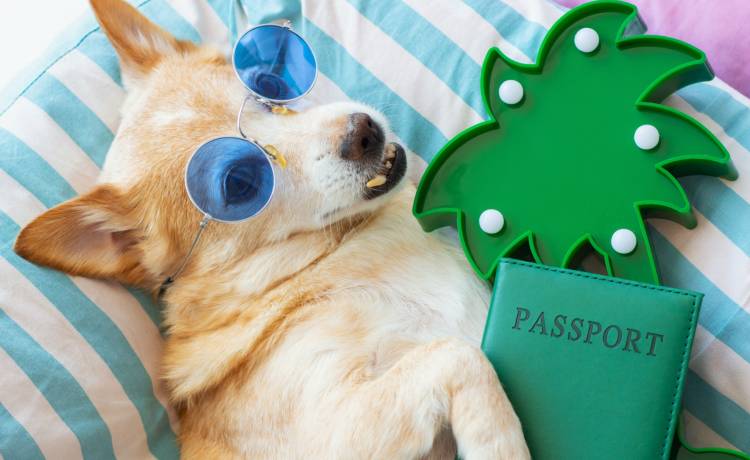 Jak wyrobić paszport dla psa? Fot. shutterstock.com