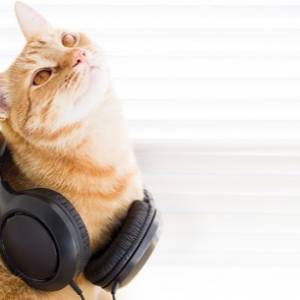 Dzień kota. Specjalna składanka dla zwierzaków prosto od Spotify! 