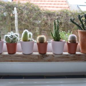 Kaktusy gniją? Sprawdź, co robisz źle podczas podlewania!