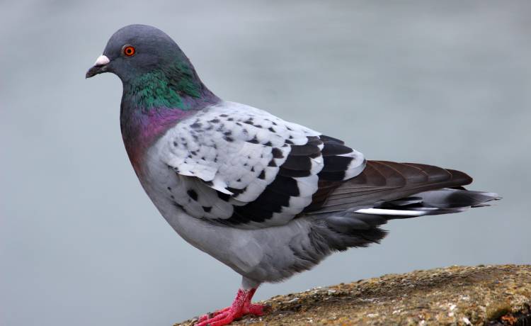 Ptaki na balkonie. Jak się ich pozbyć?