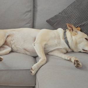 Twój pies ma koszmar? Ekspertka mówi wprost: „nigdy go nie budź” 