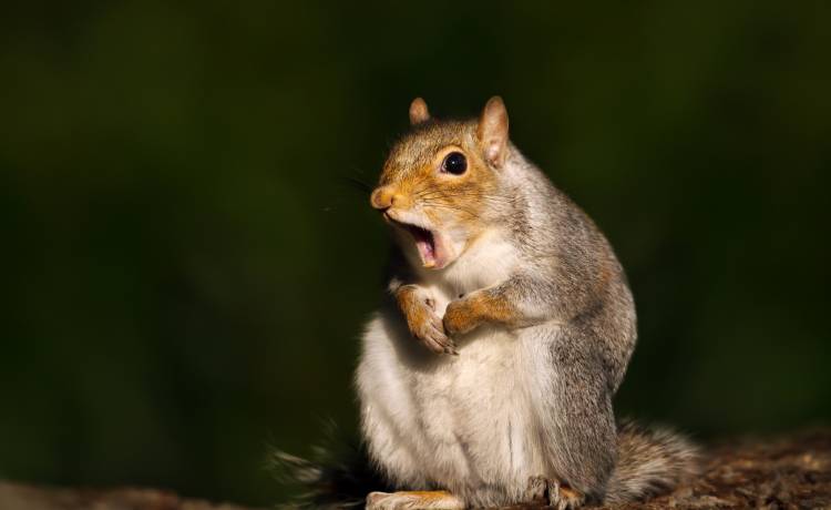 Historyczny sukces polskiego fotografa w konkursie na najzabawniejsze zdjęcie dzikiej przyrody! [FOTO]