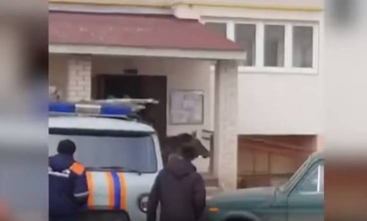 Rosja: Rzuciła kotem, by przepędzić łosia spod bloku... [WIDEO]