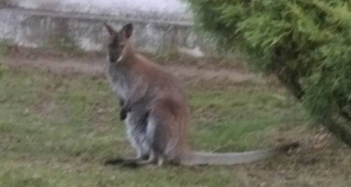 Zakończyły się poszukiwania małego kangura w Czarnieckiej Górze                                 