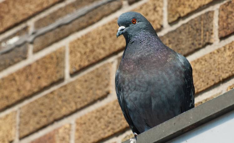 Gołąb kulturysta. Internauci przecierają oczy ze zdumienia! To nagranie ma miliony wyświetleń [WIDEO]
