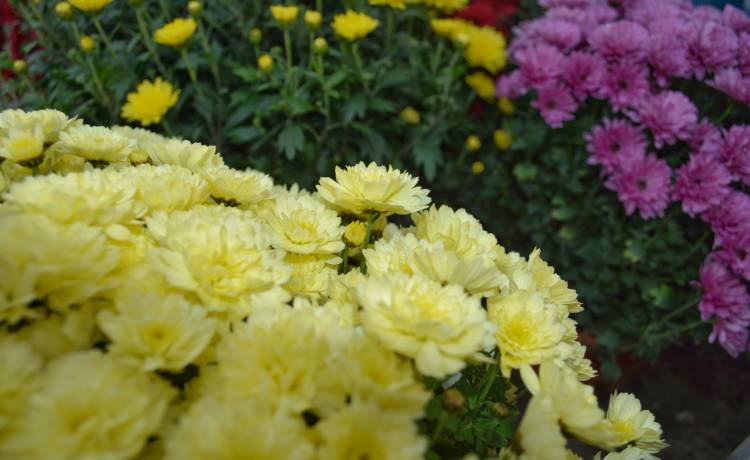 Fot. Shutterstock/MM.arcin