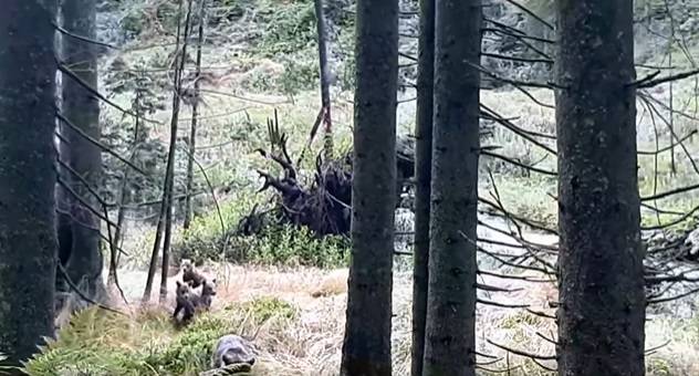 W czasie spaceru po Dolinie Chochołowskiej spotkała niedźwiedzie! Wszystko nagrała kamera [WIDEO]