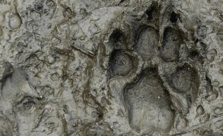 Biały wilk przyłapany! Niezwykłe nagranie z Pomorza trafiło do sieci [WIDEO]