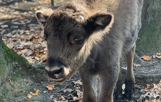 Żubrzyk sierota z Pszczyny będzie promować picie kranówki!  