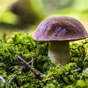 Grzyby trujące, jadalne i niejadalne. Jak rozróżnić? Jak zbierać? Jak przechowywać?