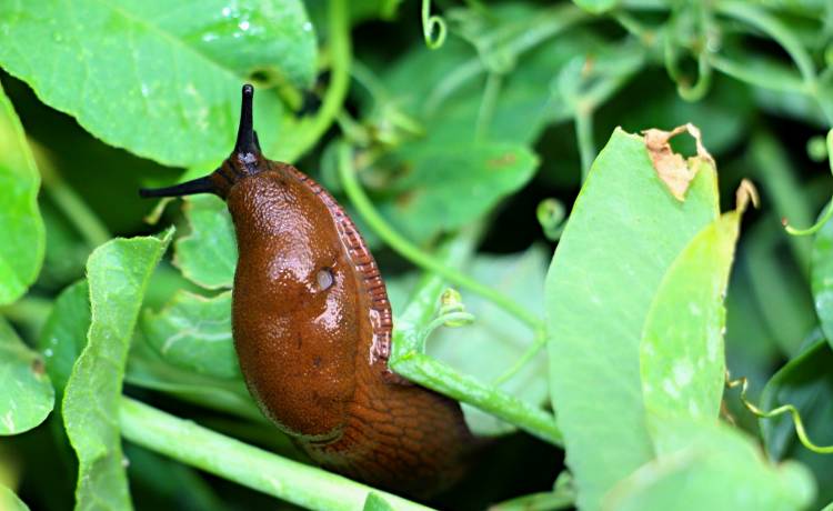 Ślimaki w ogrodzie. Poznaj sposoby na pozbycie się niepożądanych gości!