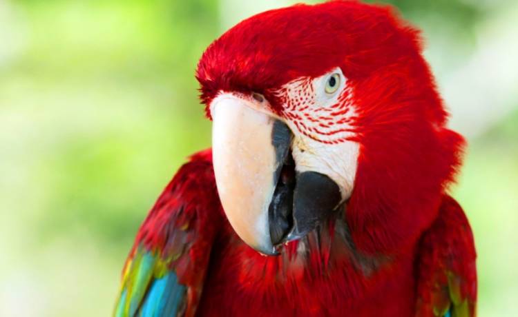 Uzależnione od opium papugi pustoszą pola makowe. Rolnicy są bezradni... [WIDEO]