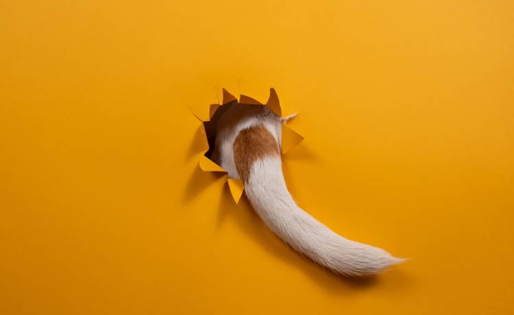 fot. shutterstock.com