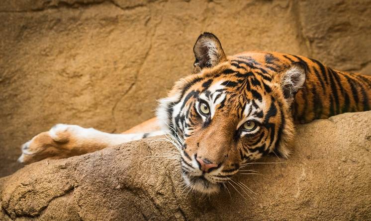 Nowe gwiazdy podbijają Internet! Zabawny tygrys z zoo w Teksasie robi furorę! [WIDEO]
