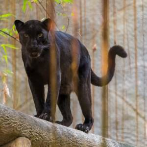 Jaguar zaatakował turystkę w zoo. Weszła na jego wybieg, by zrobić sobie selfie