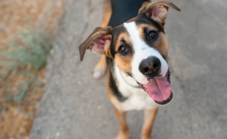 Projekt Dżok. Chcesz mieć psiaka ale ciężko ci się zdecydować, jakiego wybrać? Zaadoptuj pupila, inspirując się etykietą napoju!                                                        