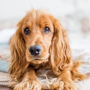 Pies polskiego tiktokera jest hitem sieci. Internauci uważają, że powinen pojechać na Eurowizję [WIDEO]