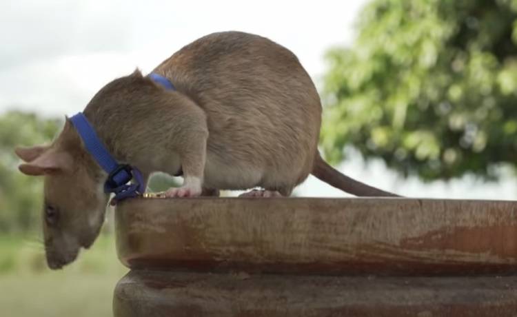 Mały gryzoń uratował setki ludzi. Szczur Magawa nie żyje [WIDEO]
