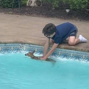 Nastolatek ocalił małego jelonka. Nagranie chwyta za serce i stało się wiralem [WIDEO]