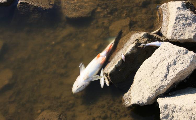 Śnięte ryby w Odrze. Jest alert RCB. "Nie używaj wody z rzeki"