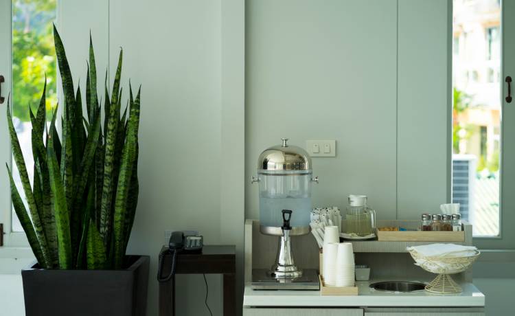 Nie masz dobrze oświetlonego mieszkania? Nie szkodzi! Te rośliny świetnie sobie poradzą