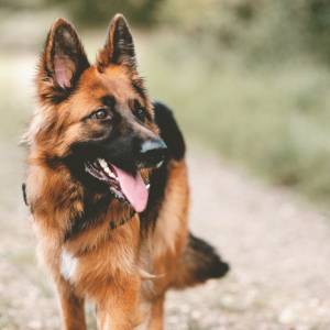 Piłsudski miał słabość do zwierząt! Zgadnijcie, jak nazwał psa!